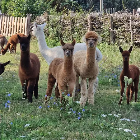 Und Strausswirtschaft Im Weinberg *