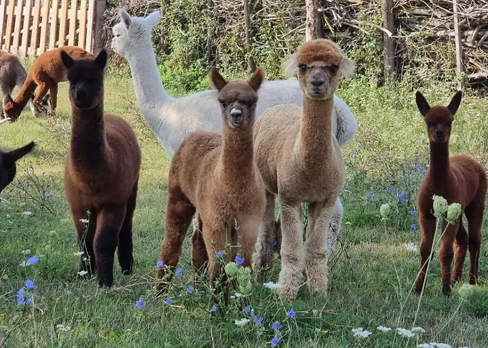 Und Strausswirtschaft Im Weinberg *